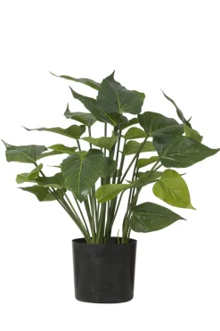 Anthurium plante
