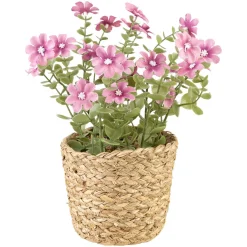 Blomster i potte Sweeet