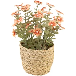 Blomster i potte Sweeet