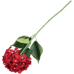 Hortensia burgunder