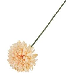 Krysantemum blomst