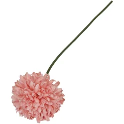 Krysantemum blomst