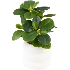 Plante i hvit potte Rils