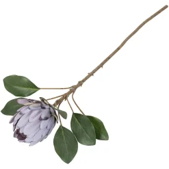 Protea blomst