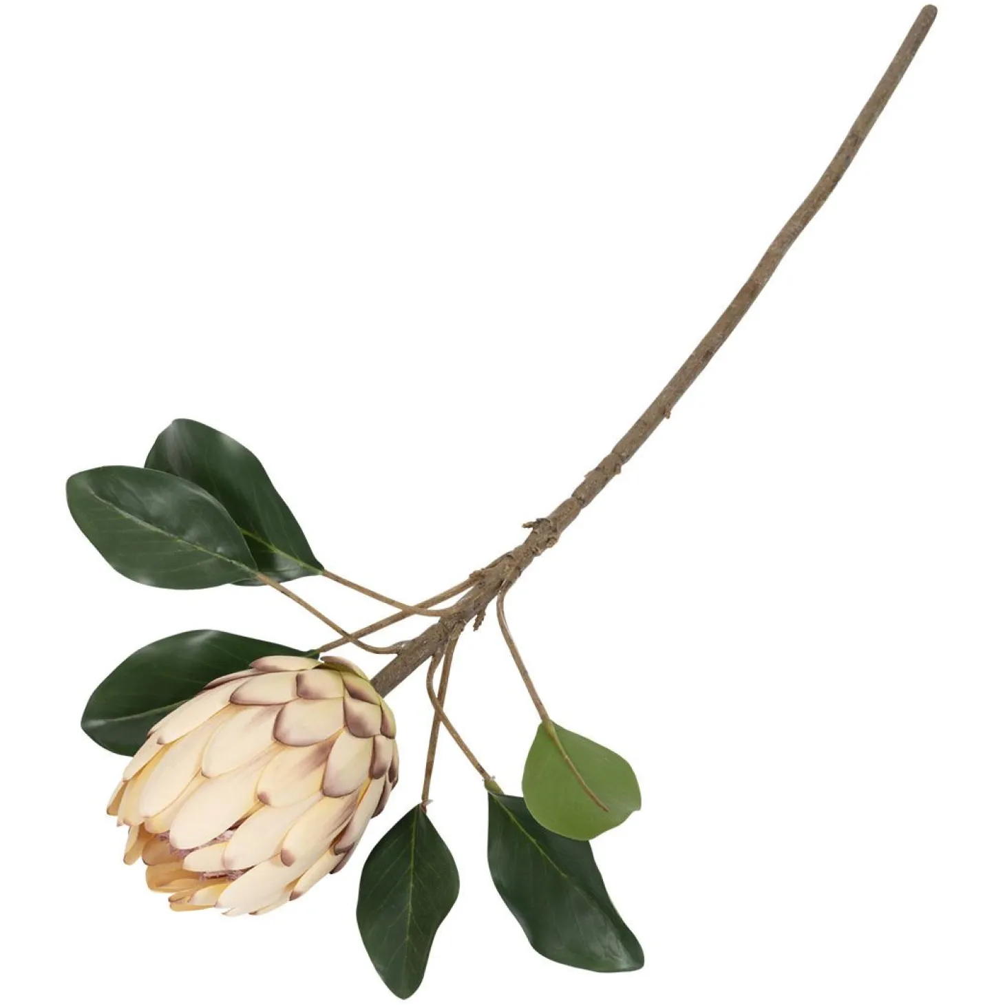 Protea blomst