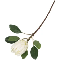 Protea blomst